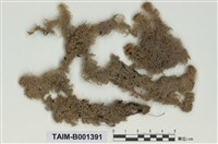 藏品(暖地泥炭苔)的圖片